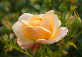 Fototapeta premium A beautiful bright fresh rose close up.