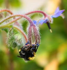 A Bumblebee extracting nectar from  a beautiful blue Borage flower. 