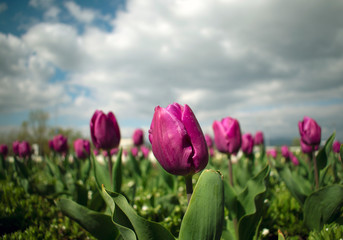 Close up of violet tulip flowers with cloudy sky in background