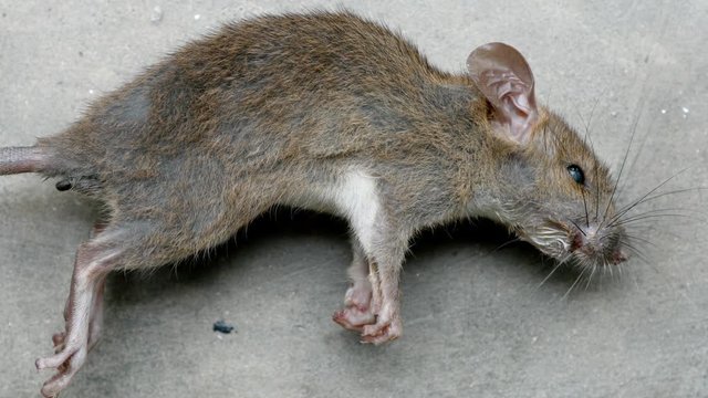 body of dead rat lying on cement floor