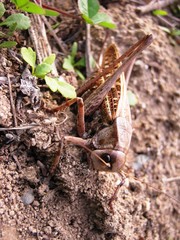 .........Природа Камчатки