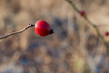 owoce dzikiej róży © Henryk Niestrój