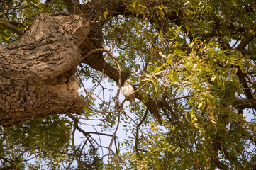 little sleepy owl sitting on a huge branched green tree