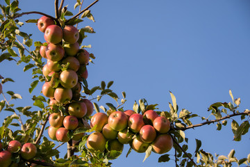 The branch is full of red apples under the summer sky