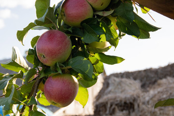 A bunch of red apples on a branch ready to be harvested