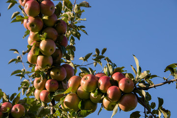 The branch is full of red apples under the summer sky