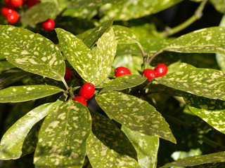 (Aucuba japonica) Aucuba du Japon au feuillage vert panaché de jaune avec des fruits rouges