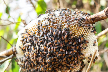 1Bee