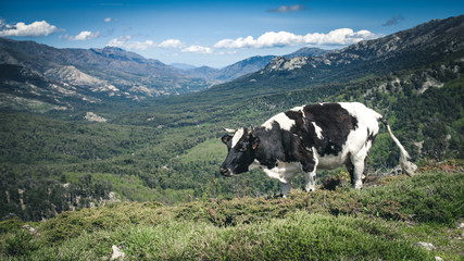 Kühe in den Bergen