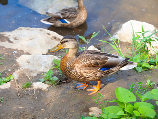 Wild duck by the river