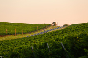 Fototapeta na wymiar Hills with vineyard