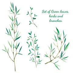 Watercolor botanical. Set of Green leaves, herbs and branches. Branches Design elements. Perfect for wedding invitations, blogs, posters and more