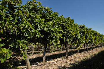 Fototapeta na wymiar Rows of vines in vineyard. Lush green. Blue sky.
