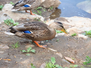 Wild duck by the river