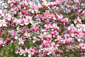 Magnolien Blüte im Frühling