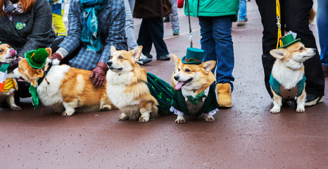 Moscow, Russia, St. Patrick's Day (Saint Patrick's Day) in 2019. March 17 is celebrated St....