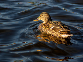 kaczka © Henryk Olszewski