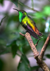Coppery-headed emerald (Elvira cupreiceps), adult male, perched on a branch in Monteverde National Park, Costa Rica.