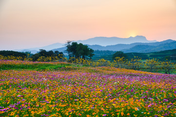 Colorful cosmos flower blooming on hill © Mumemories