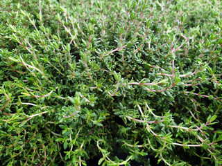 Thymian Fastini als Bildhintergrund