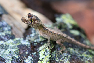 A pug nosed anole (Norops capito) on a lichen covered rock in Costa Rica.