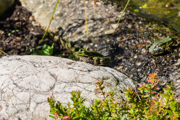 Frosch sitzt auf Stein 
