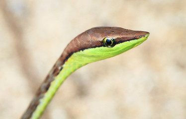 A brown vine snake (Oxybelis aeneus) up close in Costa Rica.
