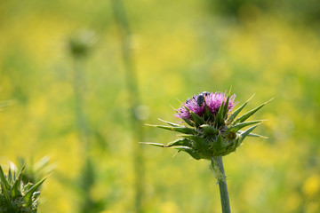 bee on a purple flower with soft backgroung