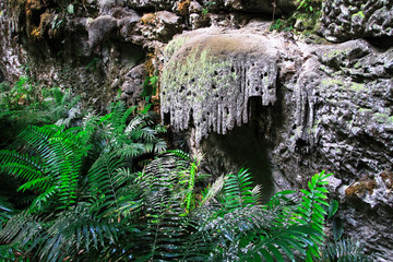 Strange rock formations and a very rare type of cycad plant (Zamia decumbens) at a remote jungle...