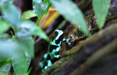 A green and black poison dart frog (Dendrobates auratus) among the vegetation in Costa Rica.