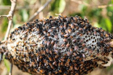 3Bee