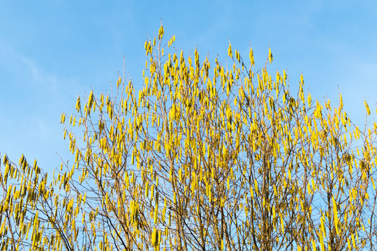 Haselk&auml;tzchen an Haselnussbaum Fr&uuml;hling 