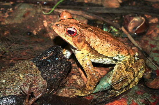 A gulf coast toad (Bufo valliceps) photographed at night in Belize.