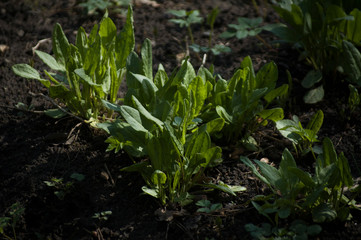 green plants in the garden