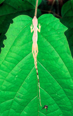 A slender anole (Anolis fuscoauratus) sleeps along the midvein of a large jungle leaf at night in Costa Rica.