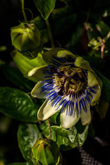 Partially Opened Passion Flower