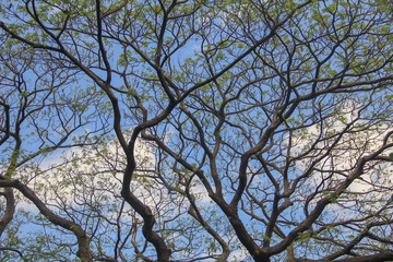 tree in spring