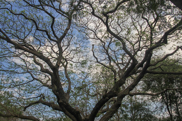 old tree