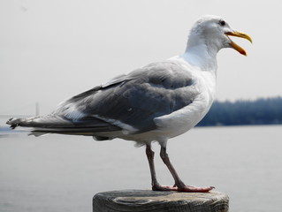 A Seagull on the ocean side background close up.
