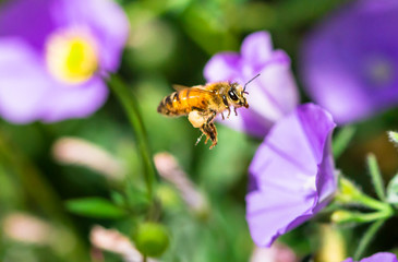 A honeybee covered in pollen flies between purple flowers in Melbourne, Australia.