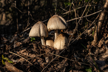 Falten-Tintlinge im Herbstlaub