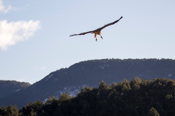 Ein freigestellter Gänsegeier frontal fliegt vor blauem Himmel 