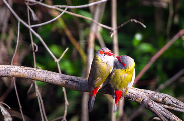 A pair of red-browed finches (Neochmia temporalis) perched on a tree branch and looking at each other at Yarra Bend Park in Victoria, Australia.
