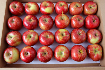 red apples harvest in box