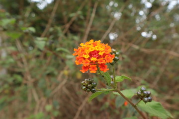 Mountain flowers Nature of beauty.
