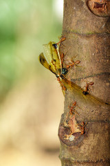 Image of red ants eating dragonflies on tree. Insect. Animal.