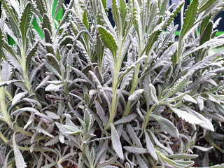 Lavendel Lavandula als Bildhintergrund