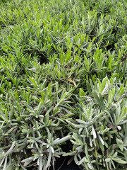 Lavendel Lavandula als Bildhintergrund