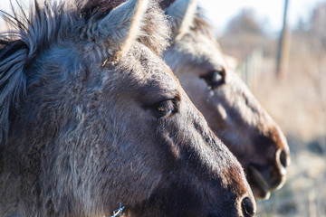 Fototapeta premium On a sunny day, wild horses graze