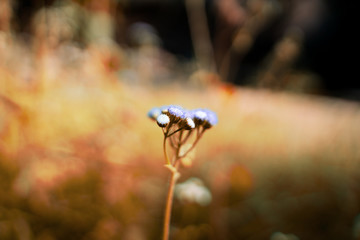nice purple flowers